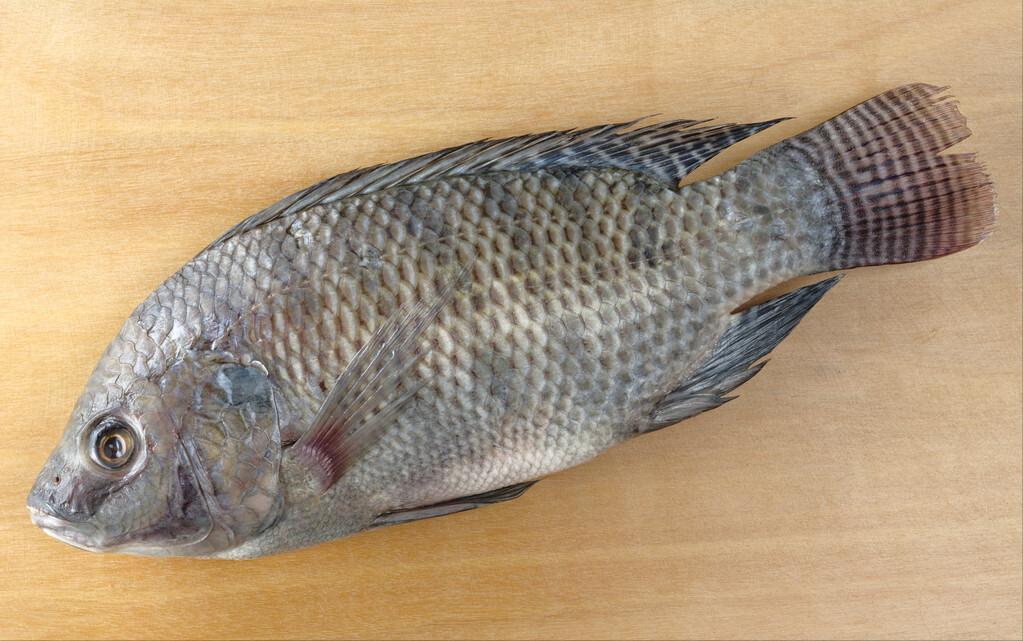 七种不一样的鱼图片,各种鱼的区别方法图解