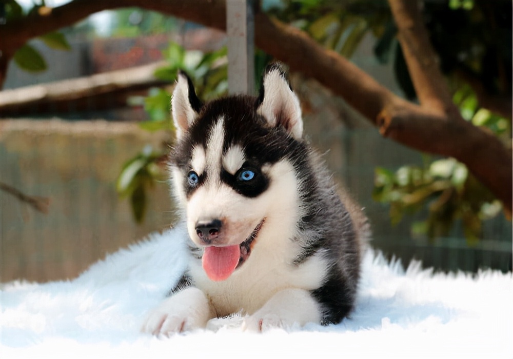 幼犬刚到家狗狗不吃东西了怎么办,狗狗不吃东西怎么办怎么喂