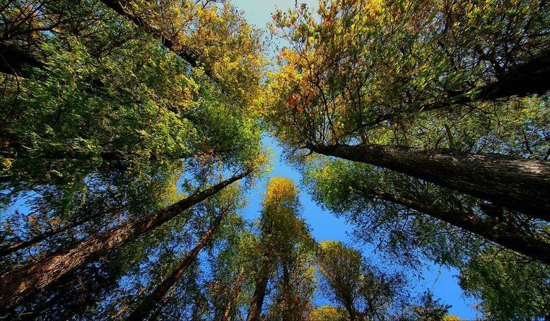 08年,29岁华裔女作家被15岁男孩侵犯,对方律师却称:她先*引勾**的