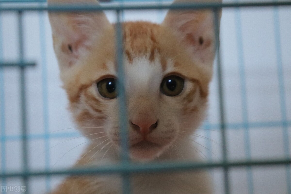 12年养猫经验教你如何治疗猫癣,关于猫癣的诊断与治疗