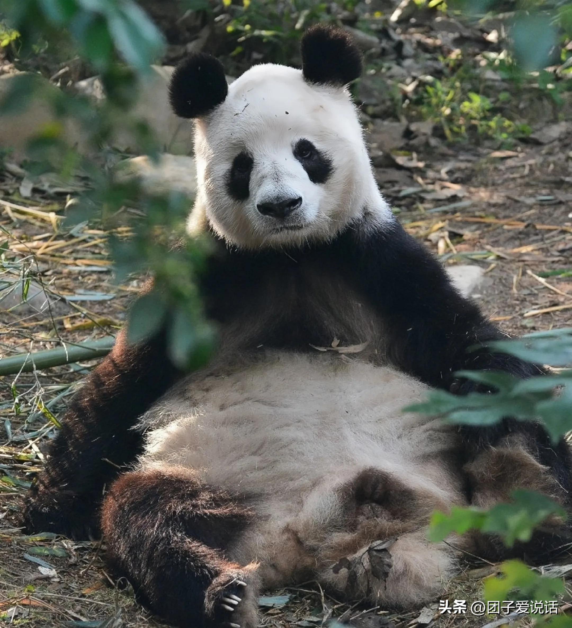 “外公熊”大熊猫“科比”的一生