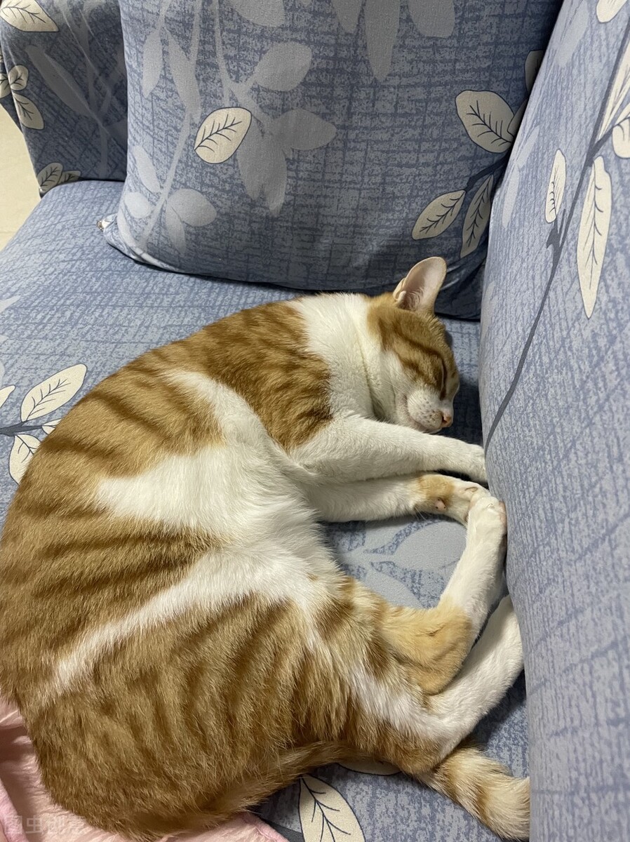 猫咪怎样解决抑郁？