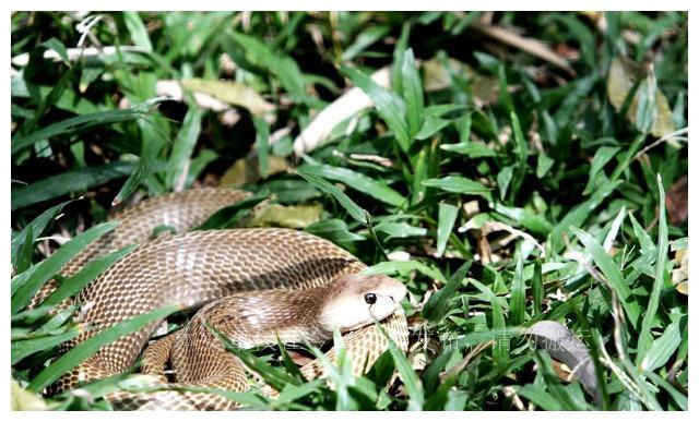 捉蛇人的故事,女人捉蛇的下场