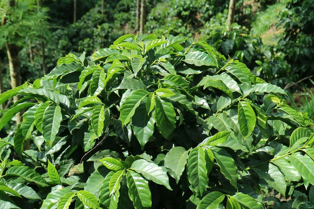 品种｜朝见波旁王朝