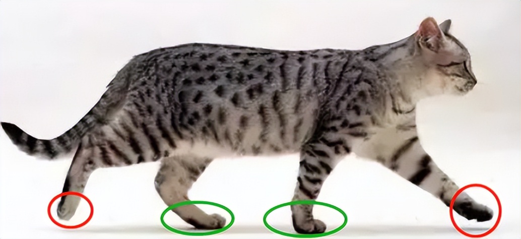 宝宝不会爬也不愿意趴怎么办,七个月宝宝不会爬总想站