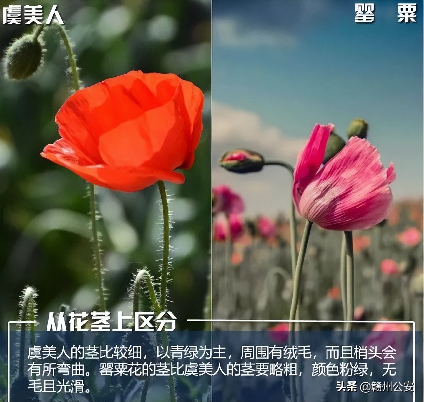 我市一人种花被罚!发现此花请立即报警!最高奖30万