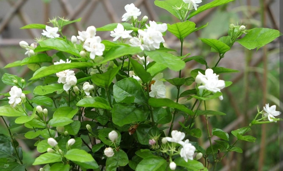 茉莉花芽少怎么养,茉莉花苞水养会开花吗