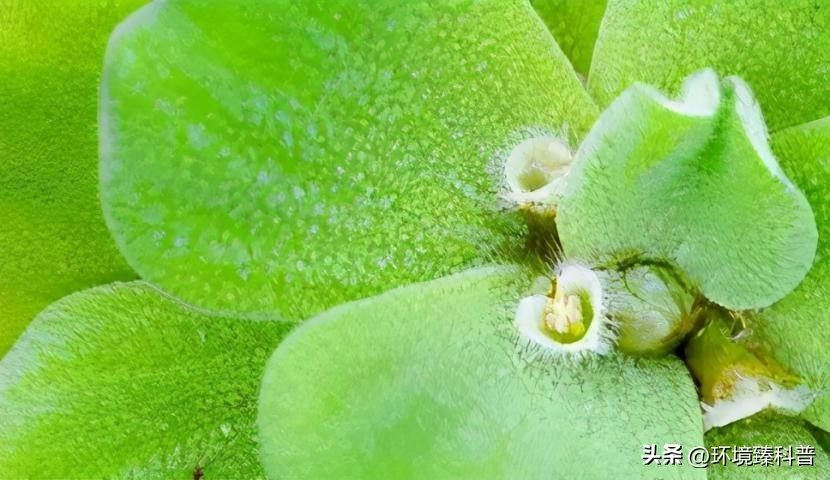 大薸怎么水培繁殖,大薸适合切头繁殖吗