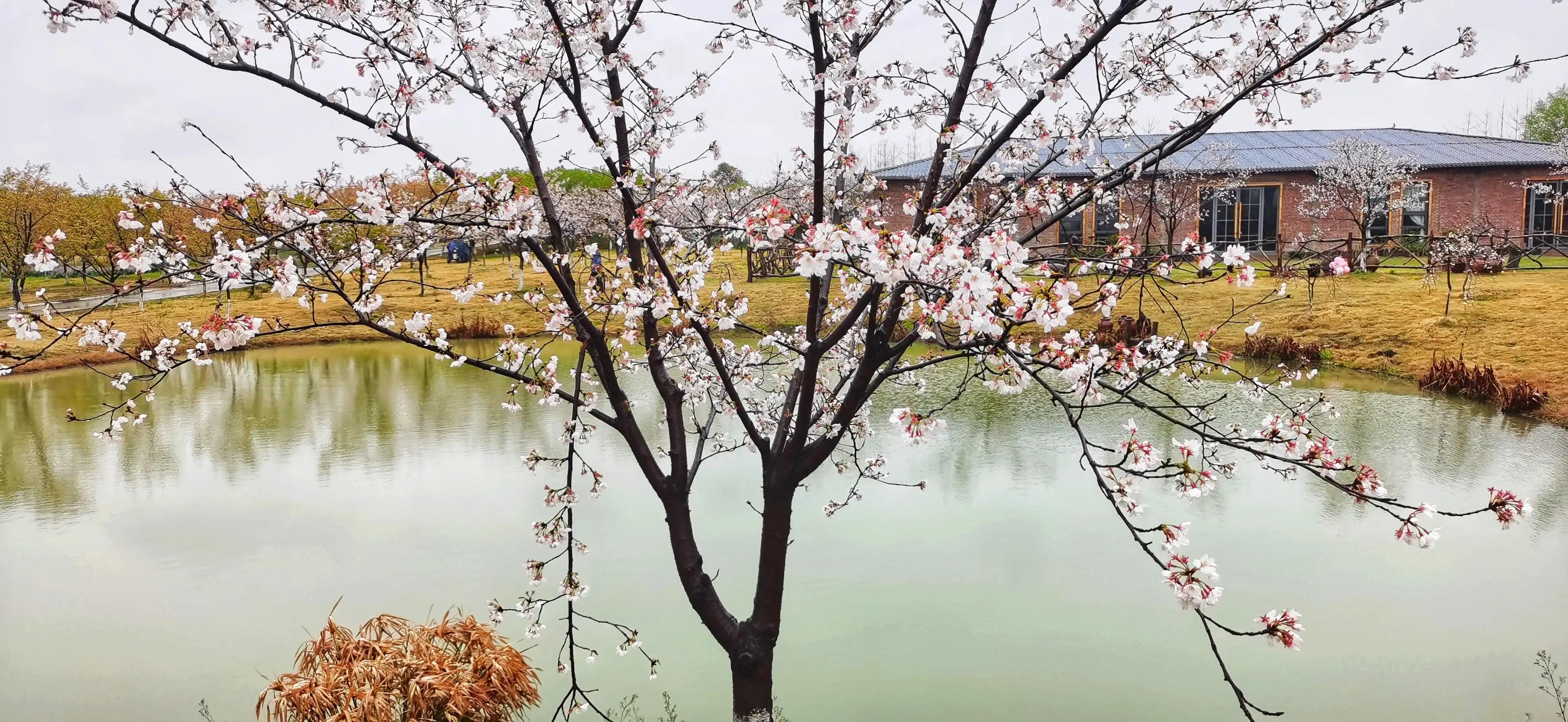 湖北宜昌花海赏花,枝江同心花海四月有什么花