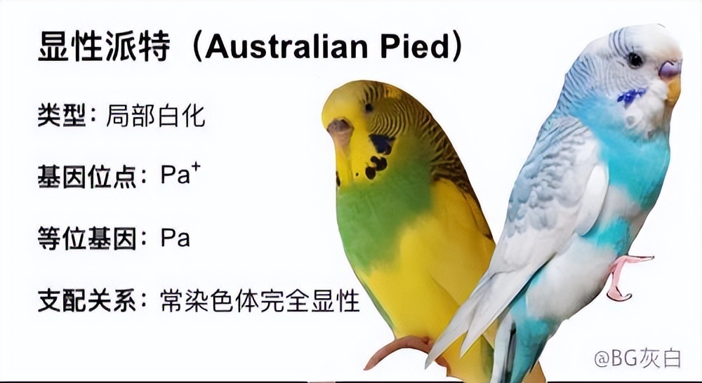 虎皮鹦鹉基因原理,虎皮鹦鹉钴基因