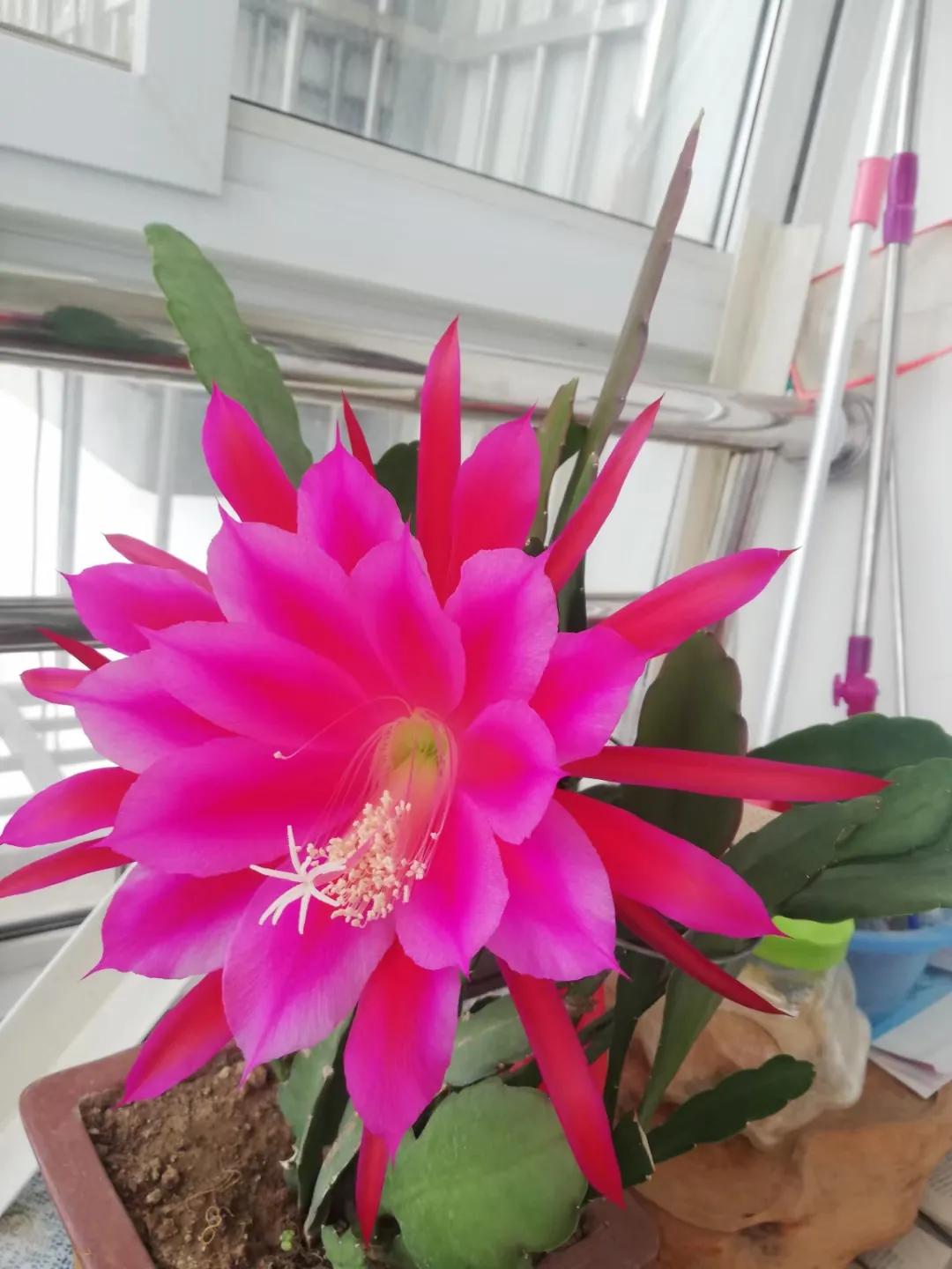 为乡土举念—波眠乡土诗歌具象意蕴