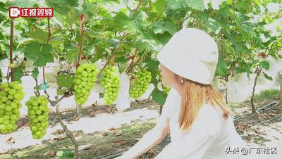 乡村休闲精品在江门：这里藏着个“世外萄园”，快来趣味游园摘果
