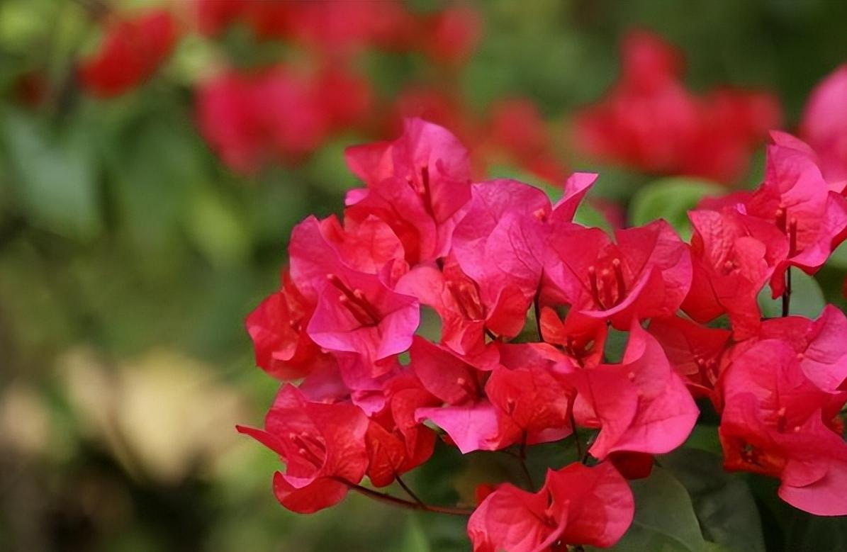 院子种2棵巴西进口花，花开似海，风景独特，美不胜收