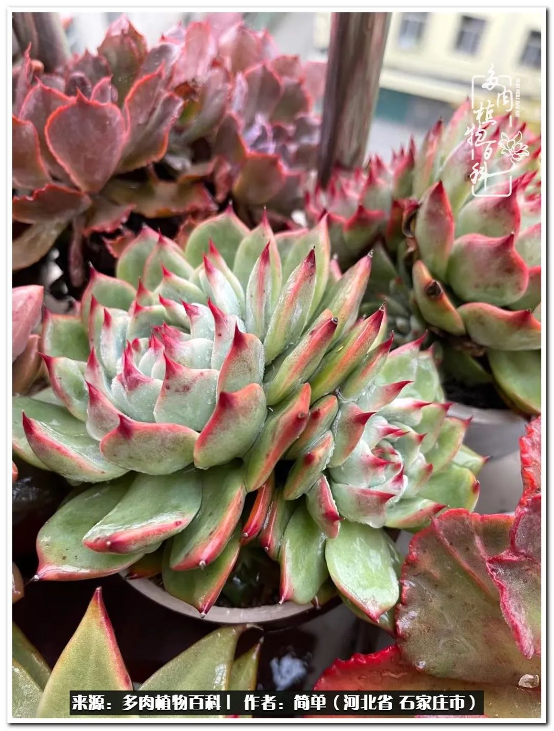 自从养了多肉以后视频,养多肉治愈生活中的疲惫和琐碎