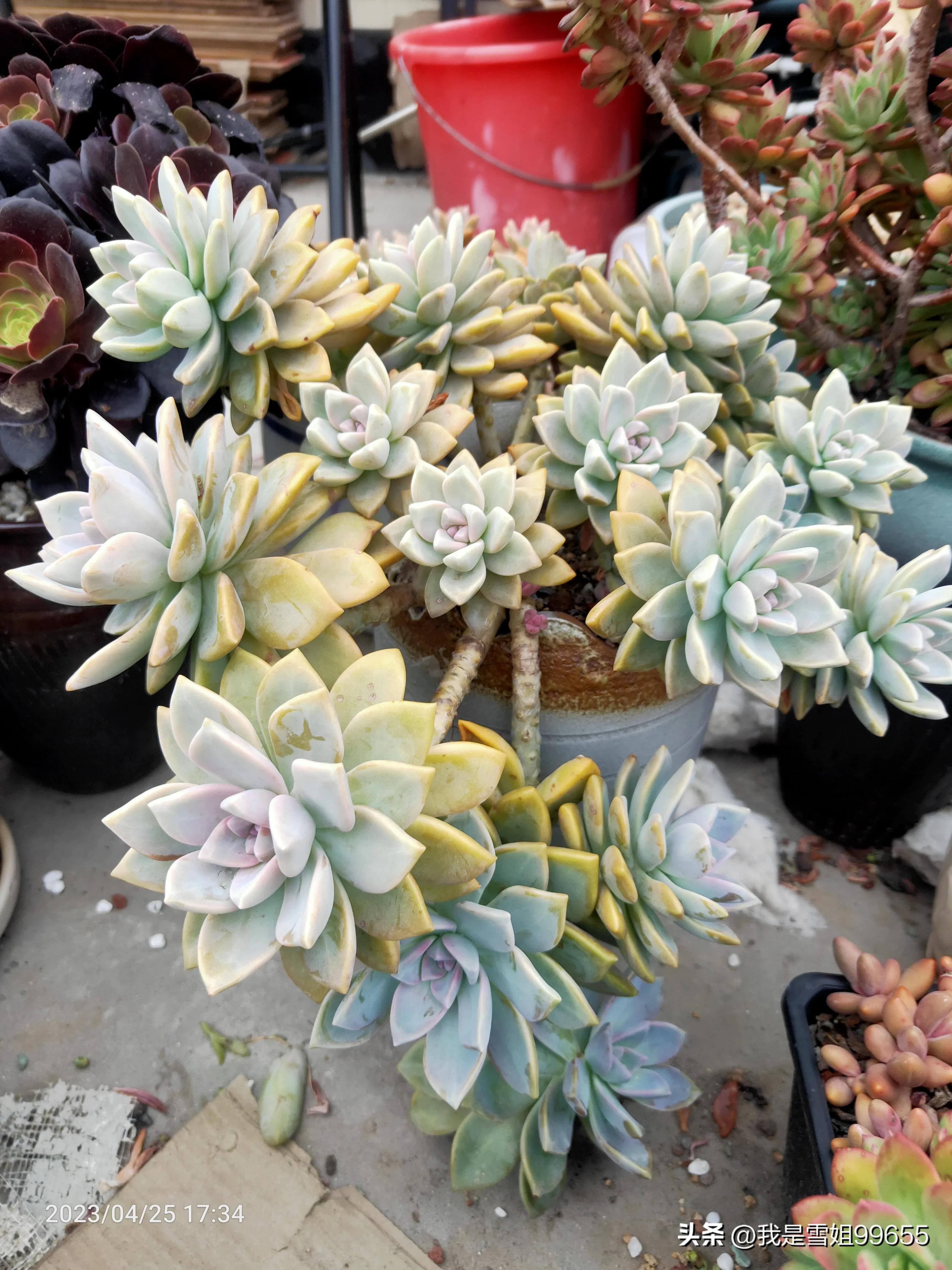 网约车提车日记,广州网约车真实记录