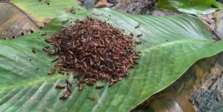 丛林探险美食大全,真正的丛林美食有哪些