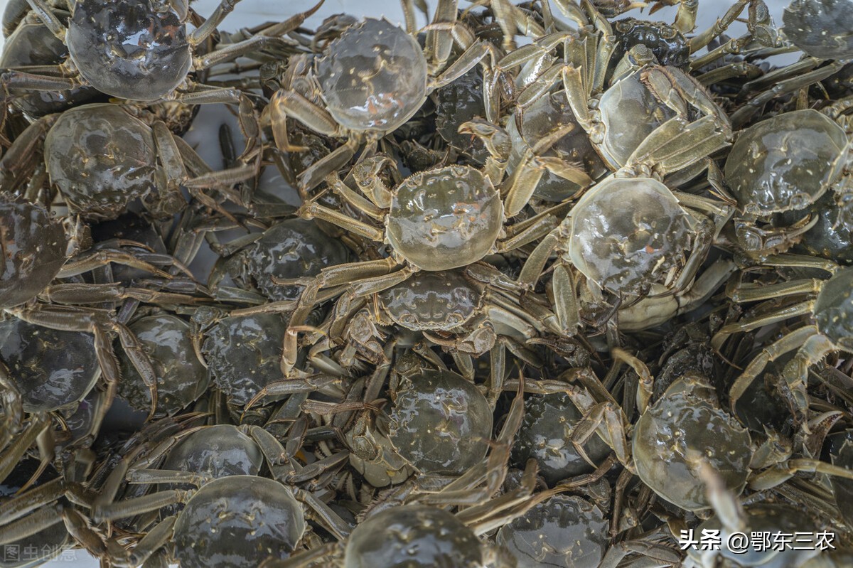 阳澄湖大闸蟹高温产量减少,阳澄湖大闸蟹高峰期持续多长时间