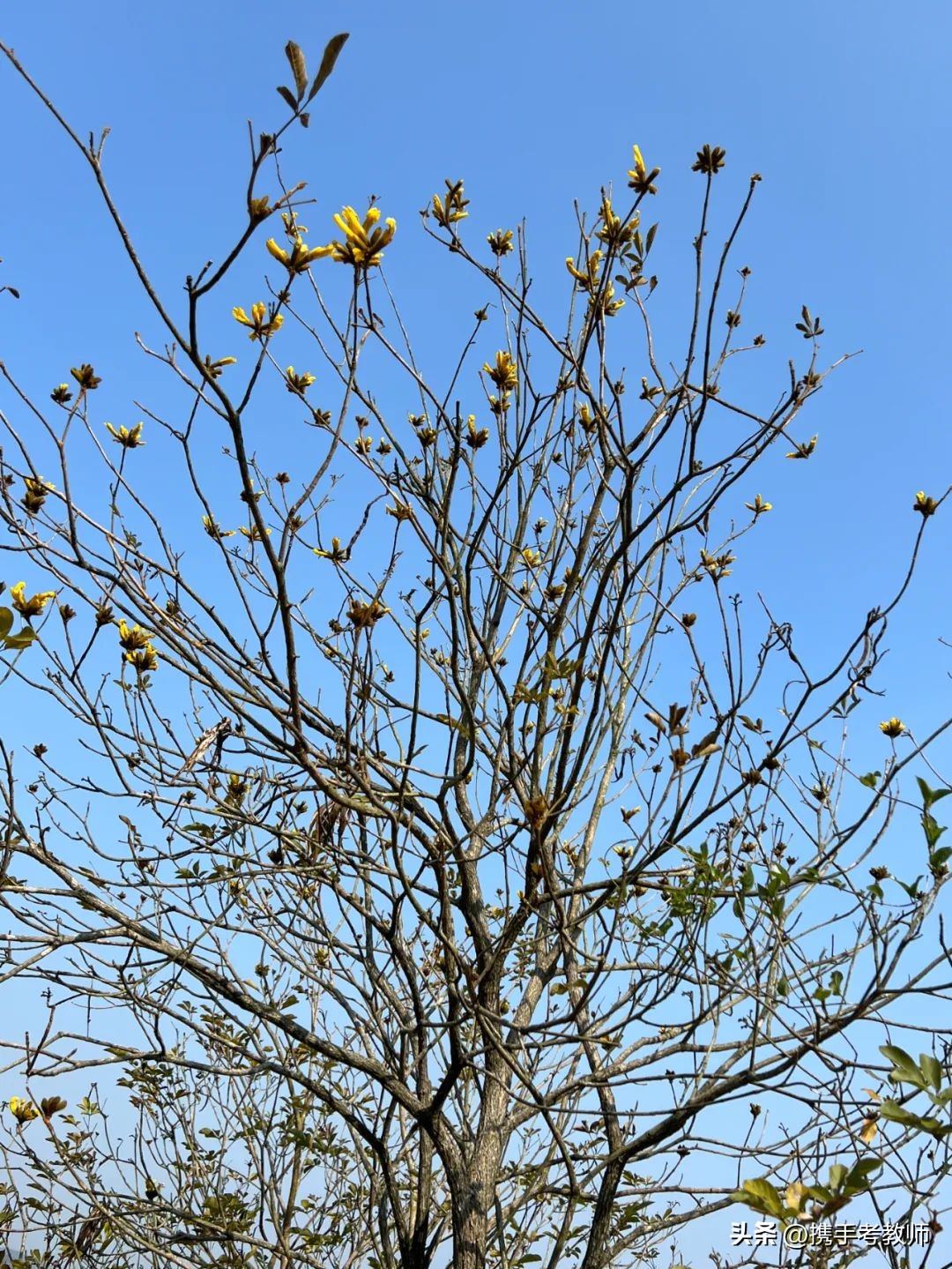 黄花风铃木品种介绍,黄花风铃木生长缓慢