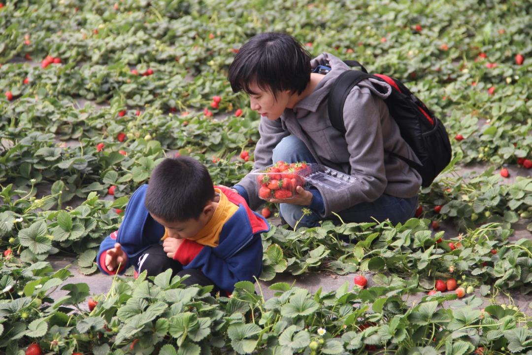 冬季精品主题游推介|预告——大手牵小手，5条休闲农业冬季主题线路带您领略津郊烟火气