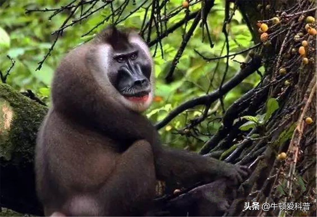 最凶残的猴子有多可怕,猴界最厉害的猴子到底是哪一种呢