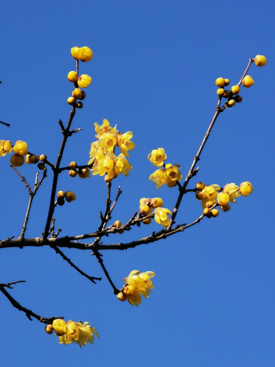 梅花香自苦寒来完整版,梅花香自苦寒来