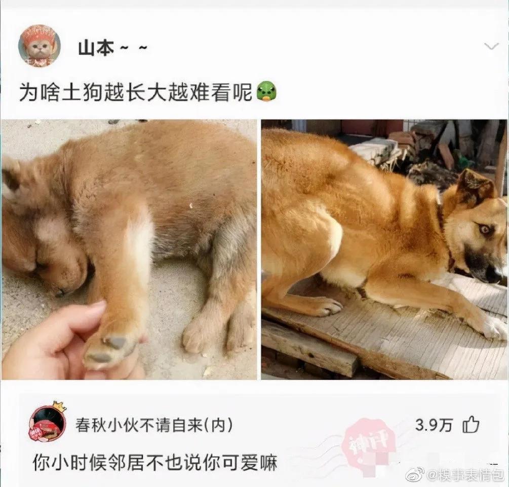 爆笑神评笑死人,搞笑爱情神评