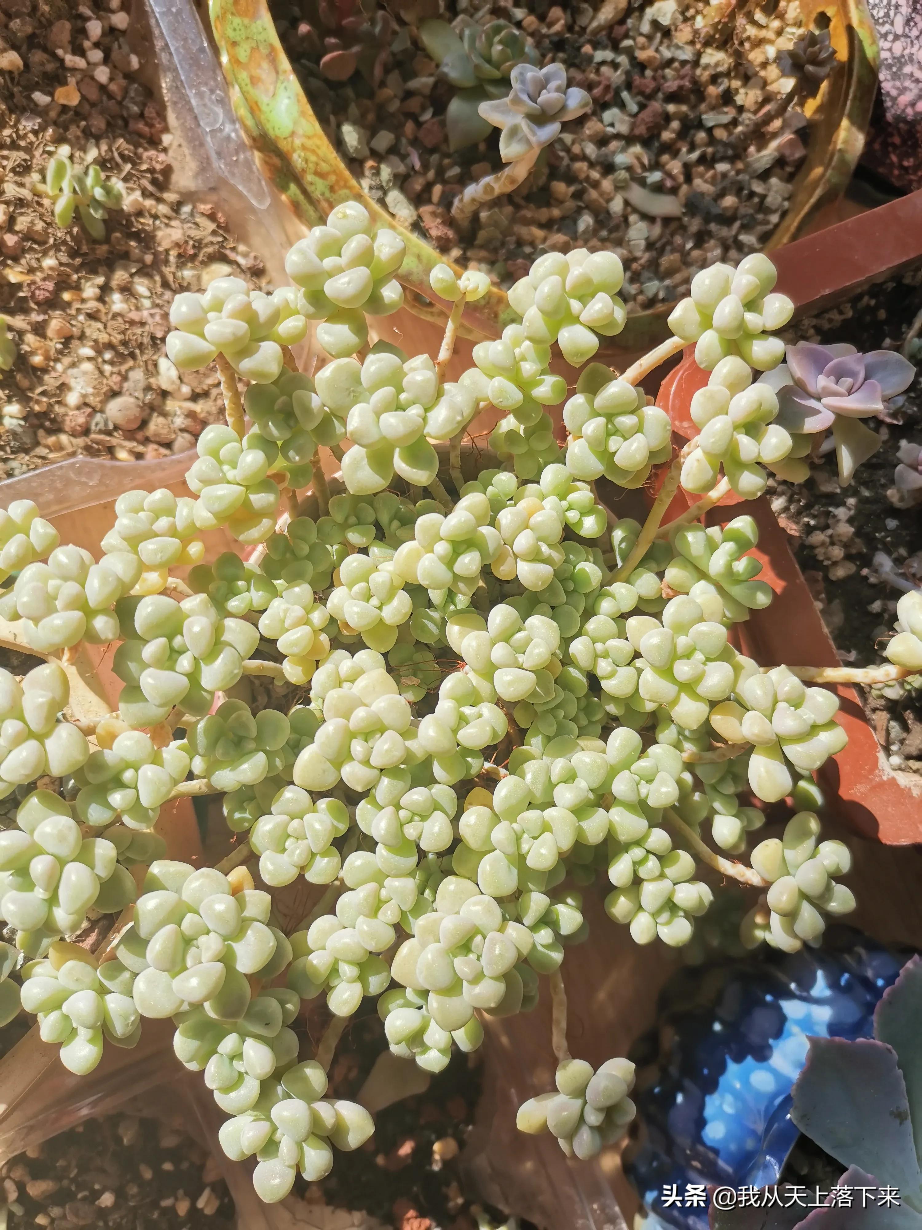 多肉品种及图片大全欣赏,多肉品种辨别图片大全欣赏