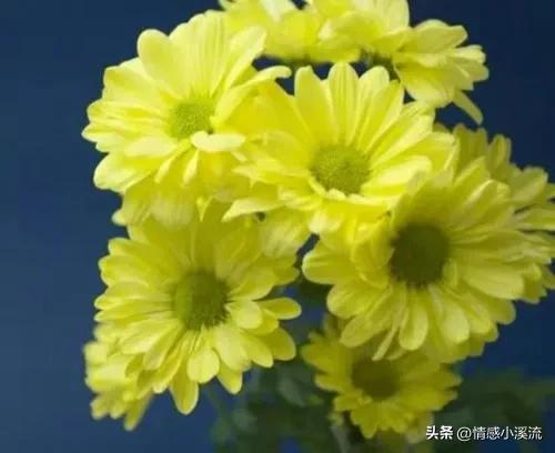 帕里黛，白血病维族女孩，我最好的闺蜜，你让我心疼得不能呼吸