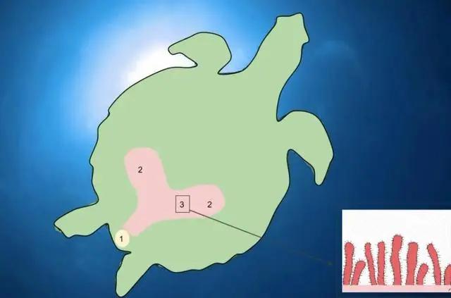 为什么海龟可以用屁股呼吸,海龟正确的呼吸方式
