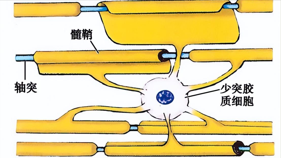 甲钴胺治疗腰椎间盘突出是神药吗 (甲钴胺片是治疗腰椎间盘突出吗)