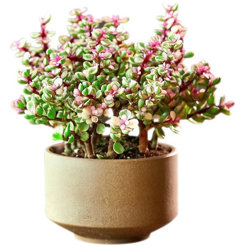 花开富贵花卉图片大全,金玉满堂花图片