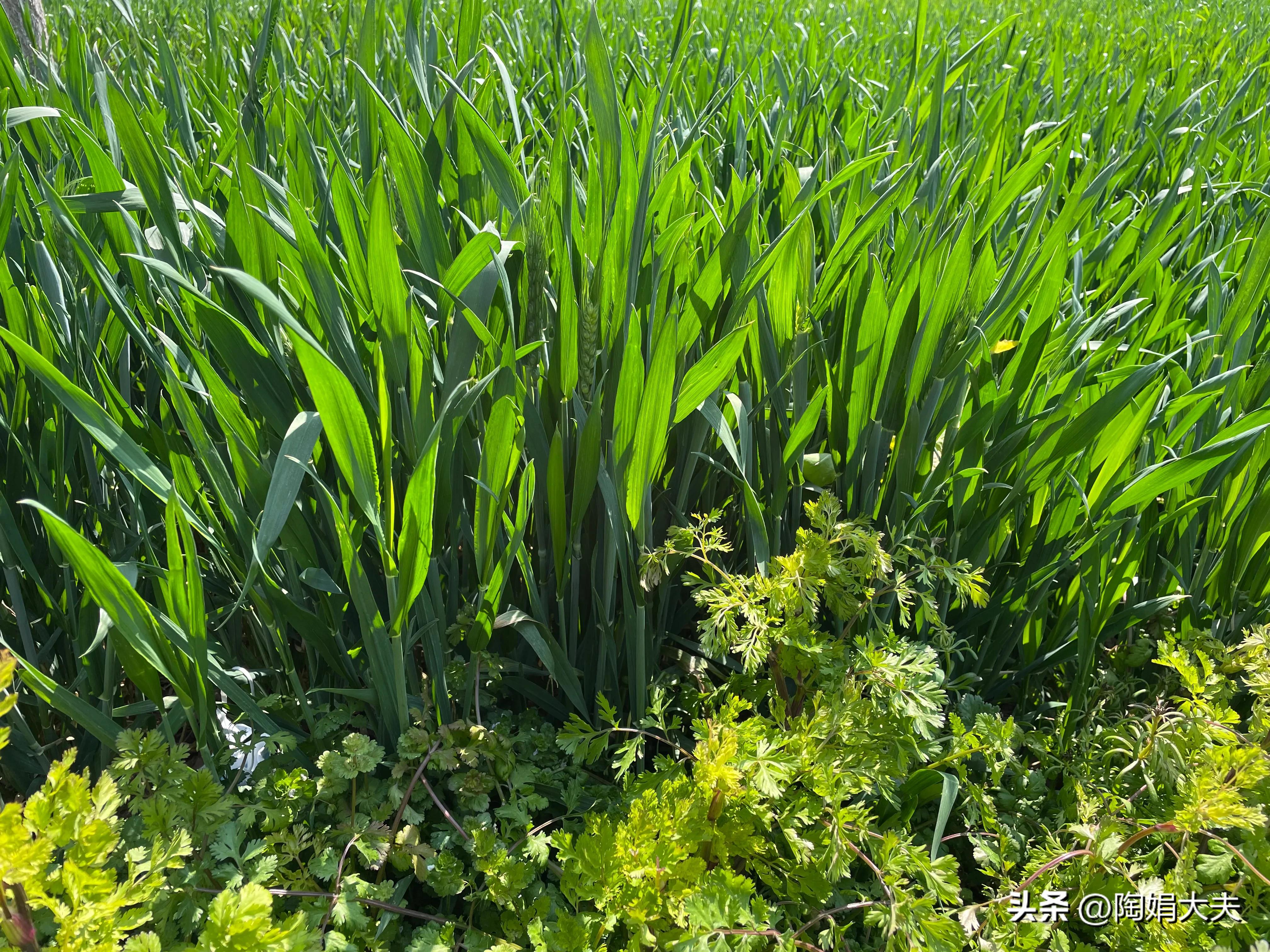 绝经后再来大姨妈正常吗,绝经大姨妈又来了咋办