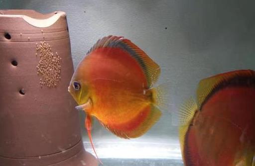 七彩神仙鱼饲养放水妖精吗,饲养七彩神仙鱼的书籍