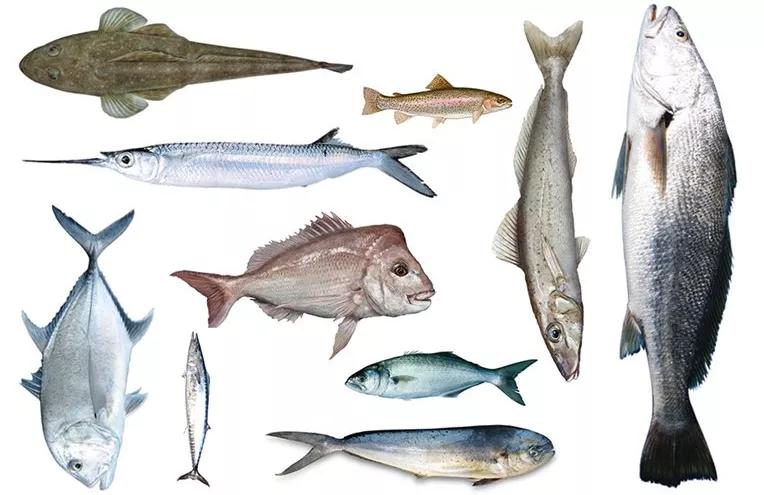 银鳕鱼和三文鱼哪个适合宝宝吃,龙利鱼对比银鳕鱼