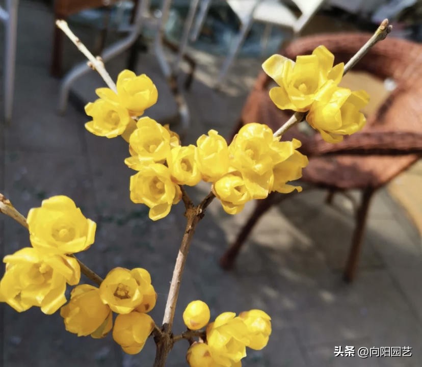 过年买什么腊梅好,天然干枝腊梅