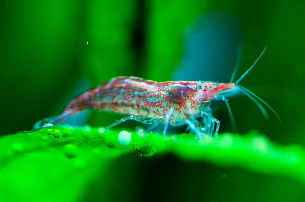 常见的宠物虾,哪种宠物虾比较好养