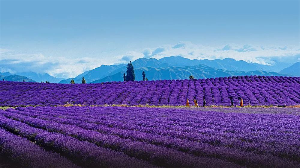 中国摄影协新项目,中国摄协最新公示