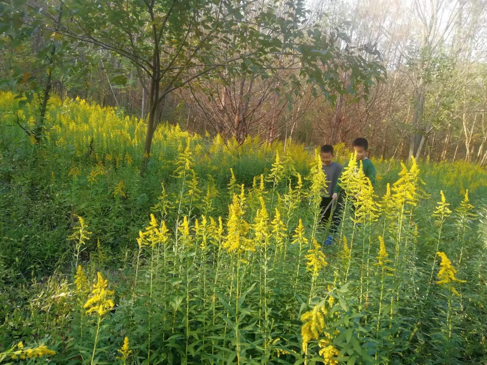 周末探访合肥市蜀山区枫林路