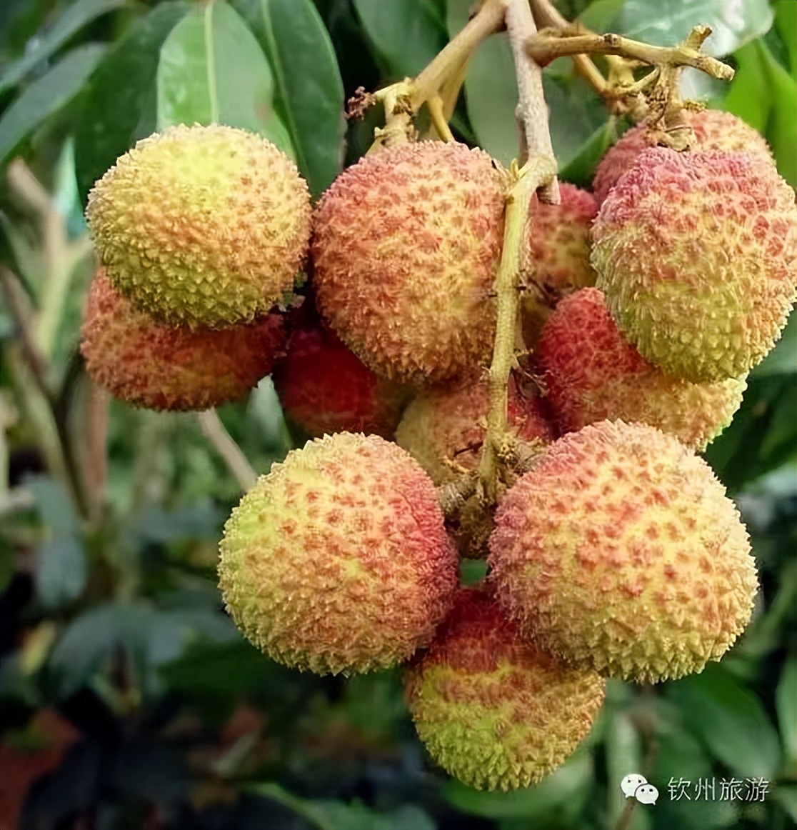 2020年灵山荔枝采摘地点,广西灵山荔枝现摘现吃