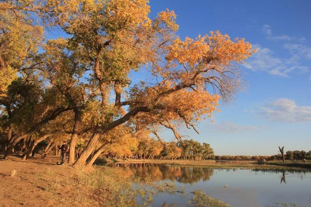【临夏林草文化】科普篇‖胡杨铁骨千年铸，沧桑燃尽度春秋