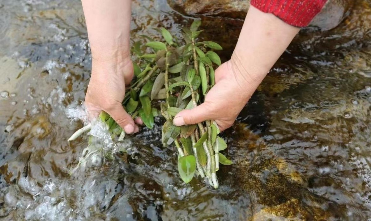 铁皮石斛现在多少一斤,最好的铁皮石斛多少一斤