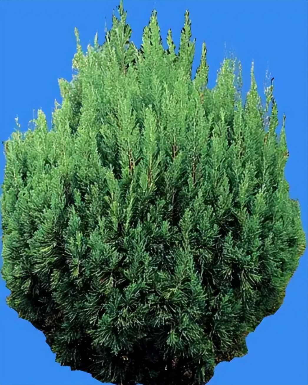 木本植物有哪些品种,什么观赏木本植物不怕冻不怕晒