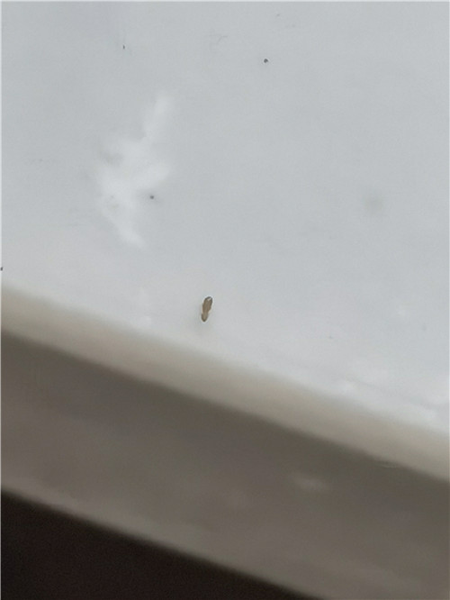 卧室出现特别小的红色虫子,家里密密麻麻白色小虫子怎么来的