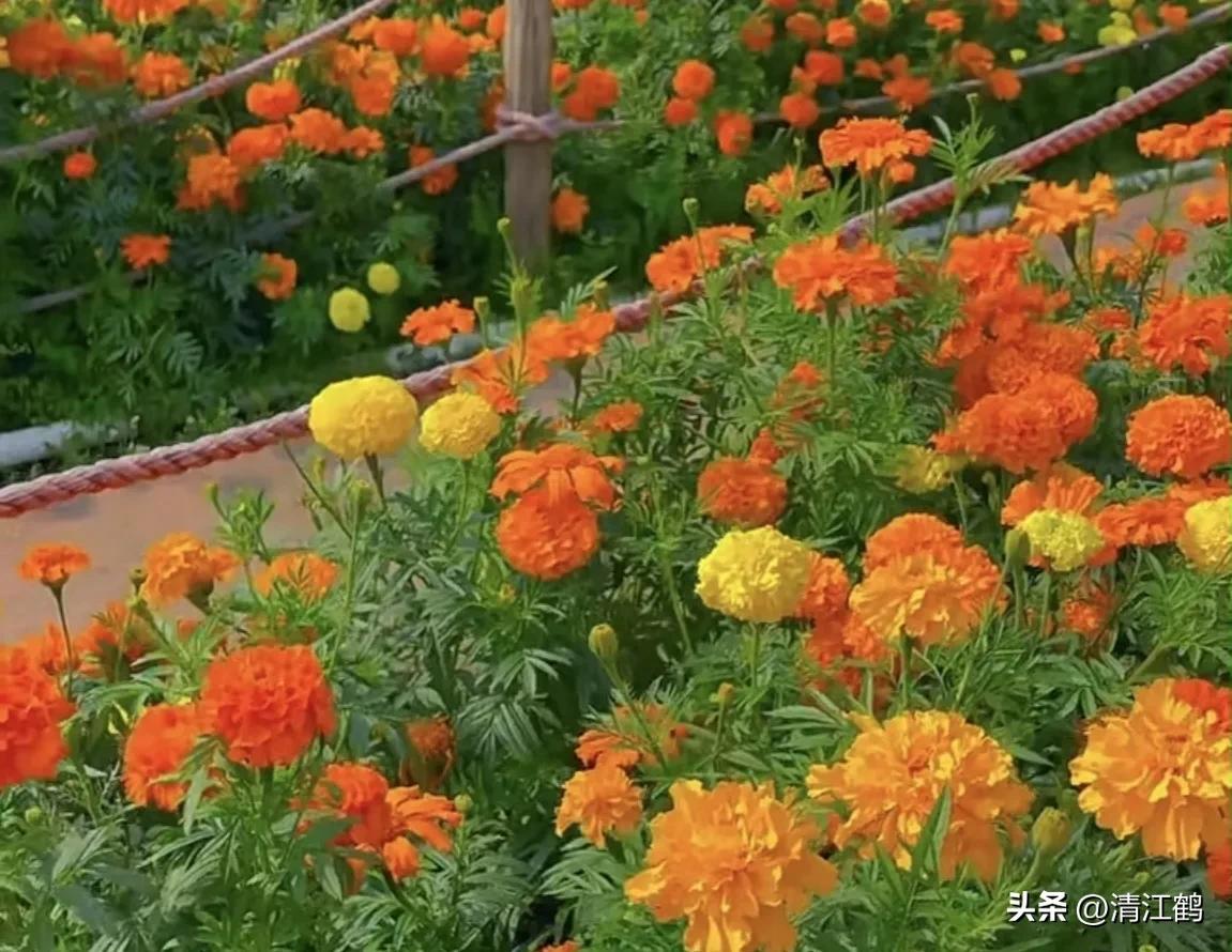 菊花盆栽枯萎后第二年能长新芽吗,刚买回来的菊花花朵枯萎了怎么救