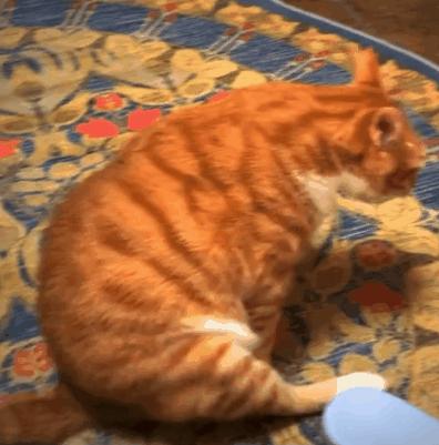 常见猫咪生病前的六种症状,猫咪新手必看的10个生病迹象