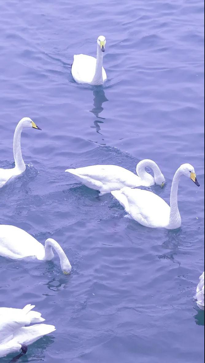 草莓熊白色主屏锁屏简单壁纸套图,手机主屏锁屏壁纸套图街景