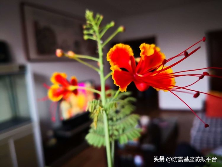 从发芽到开花的乐趣,从种子到果实成熟的感悟