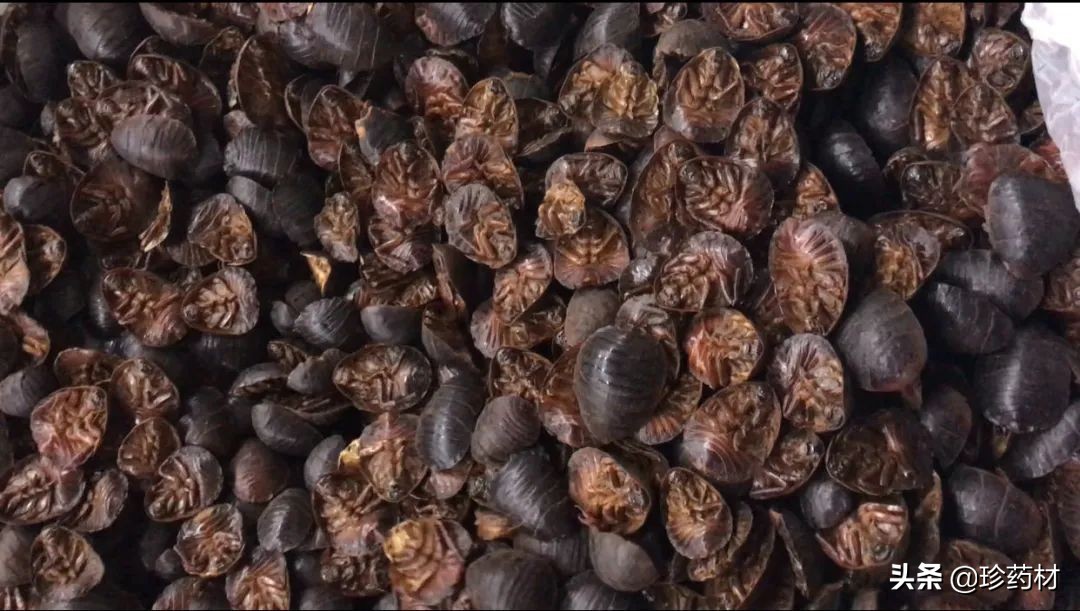 中药材交易市场最新报价木香,中药材网最新行情