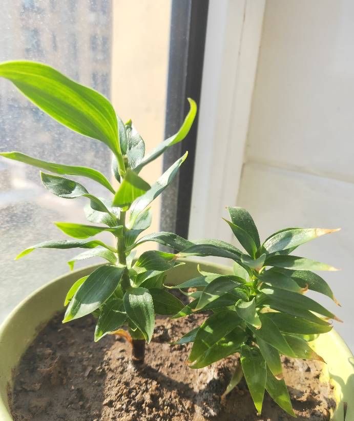 百合花买回来怎么养开花好看,自己养的盆栽百合花心意满满