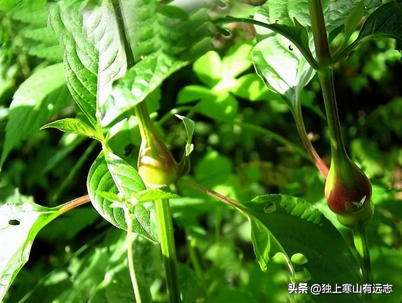 对下肢有效的中药牛膝,牛膝用的十二味中药